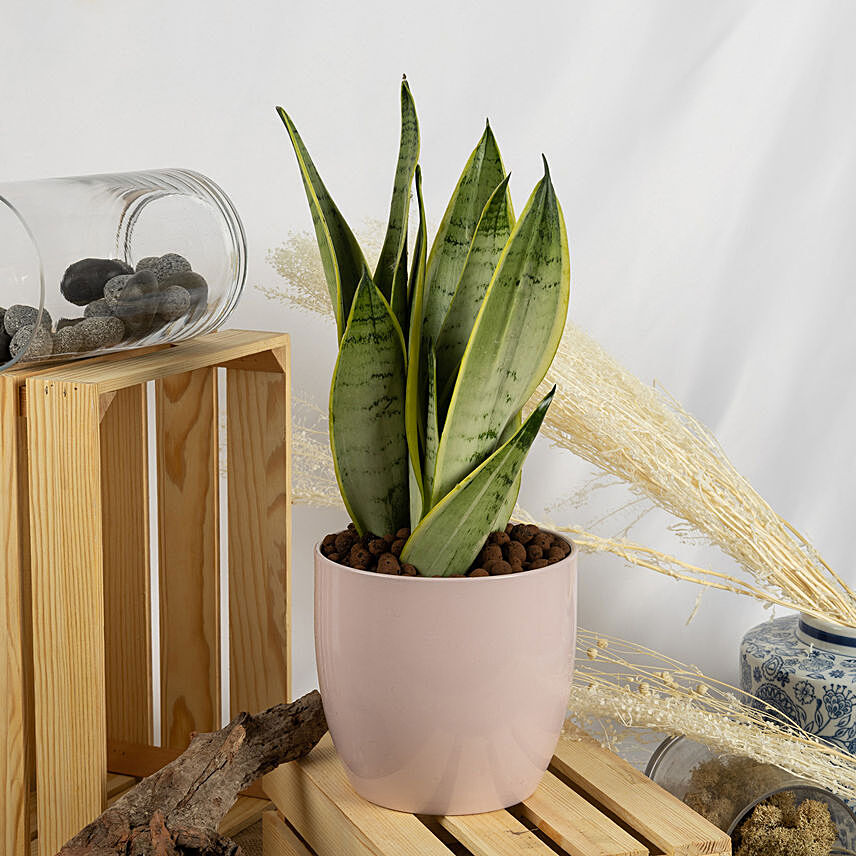 Moonshine Snake Plant: Mother In Law Tongue Plant