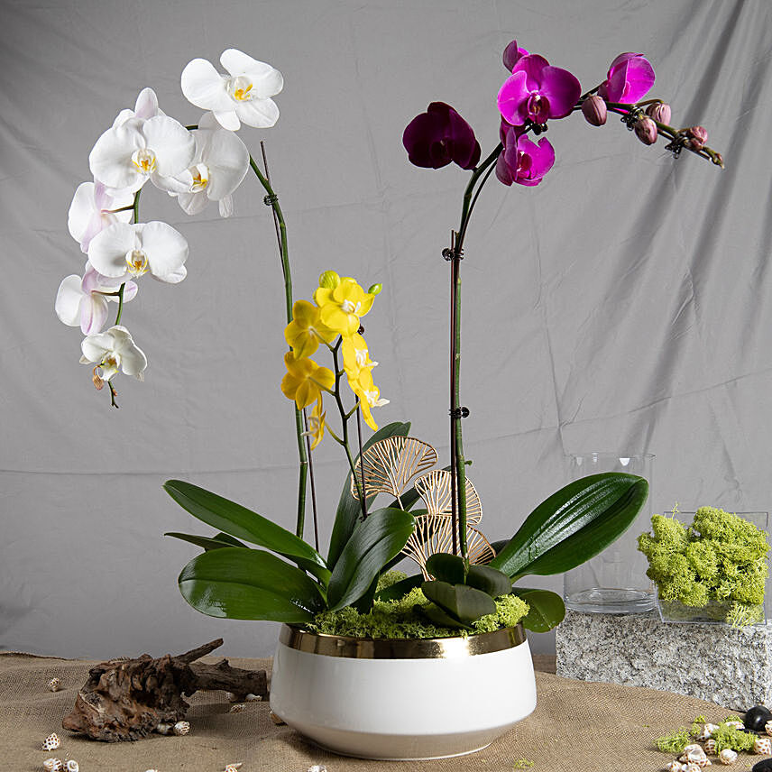 Multicolor Orchid Plants in Premium Pot: 