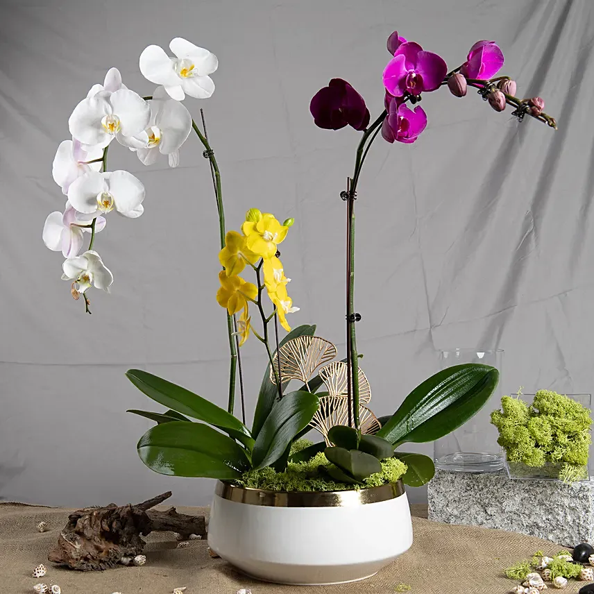 Multicolor Orchid Plants in Premium Pot: Thanksgiving Gifts Singapore