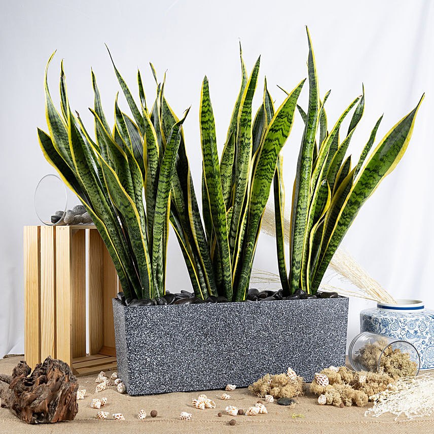 Nature's Finest Air Purifying Snake Plant Garden: Mother In Law Tongue Plant