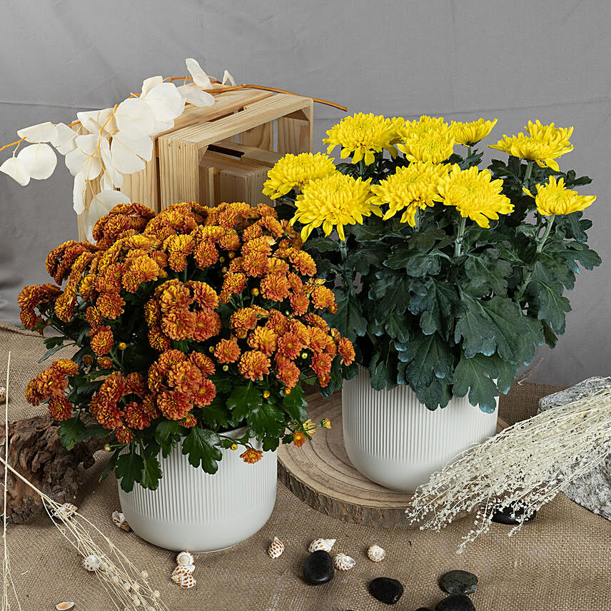 Orange and Yellow Chrysanthamum Plant: Flowering Plants Singapore