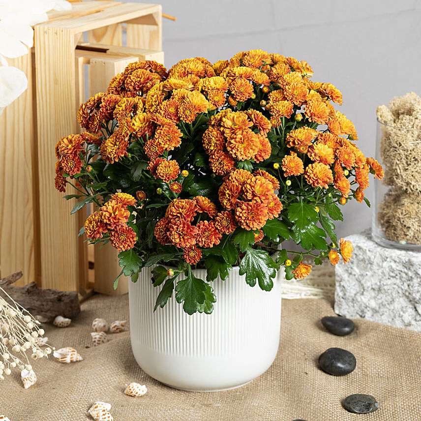 Orange Chrysanthamum Plant: Bhai Dooj Gifts
