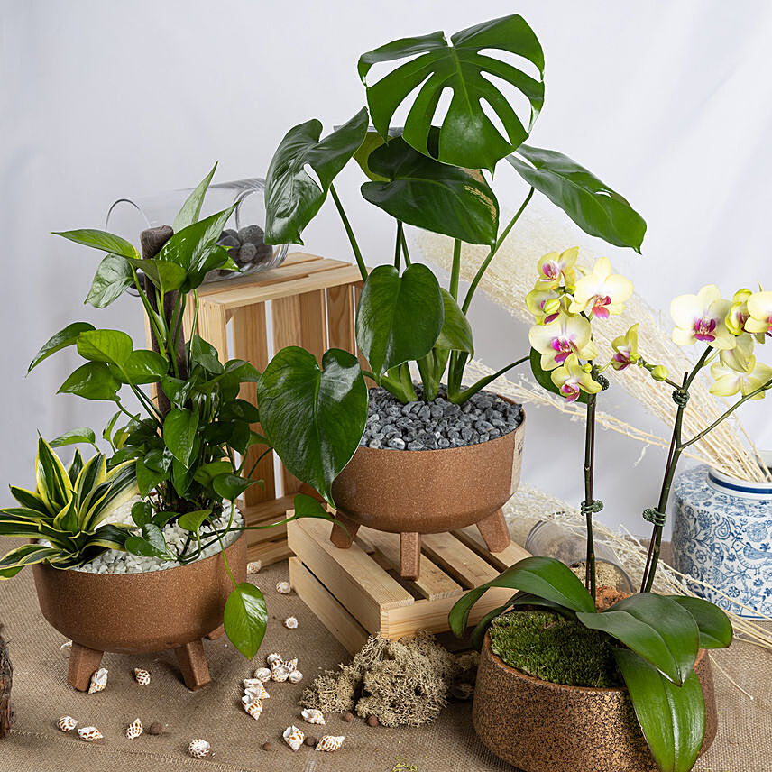 Orchid and Alluring Green Plant Trio: orchid plant