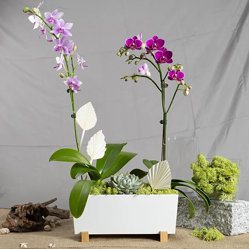 Orchid Plants Beauty Arrangement: Gifts For Bhai Dooj