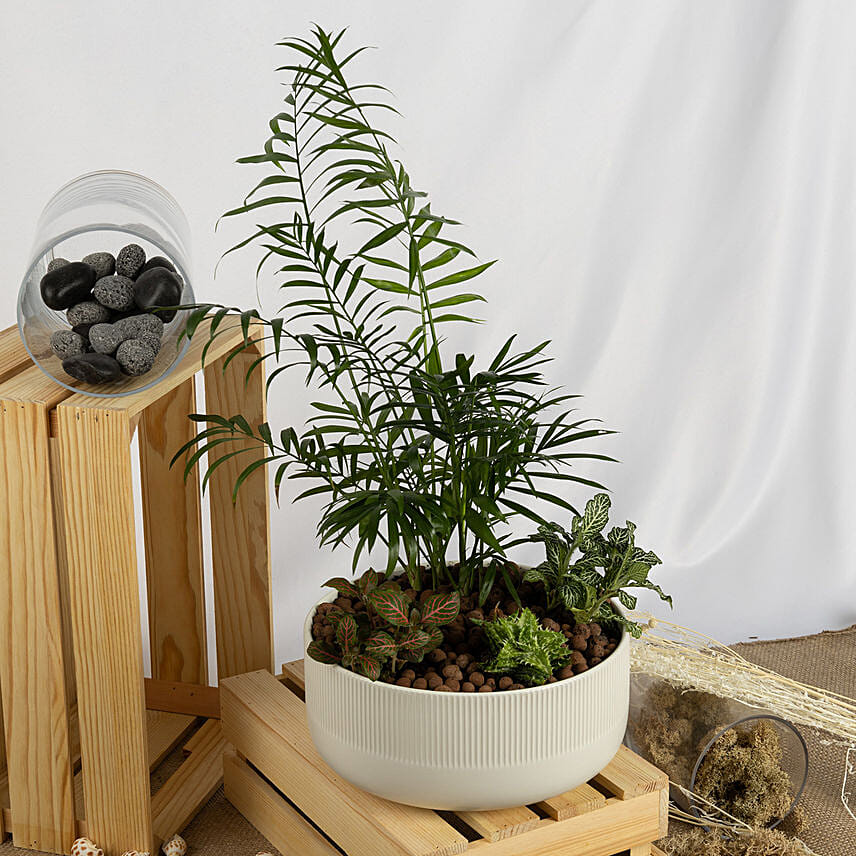 Parlor Palm Dish Garden: Terrarium Plants