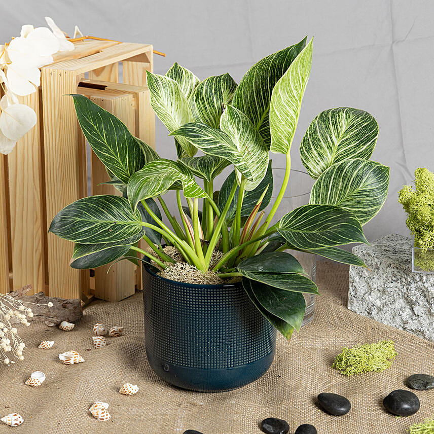 Philodendron Birkin: Plants in Singapore
