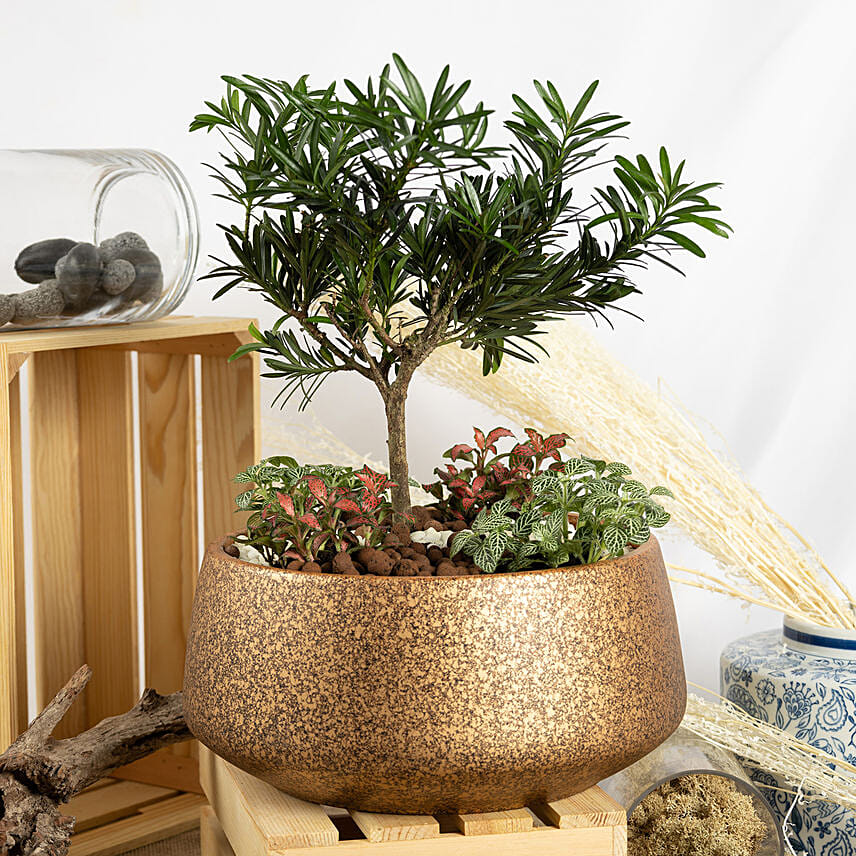 Pine Bonsai Dish Garden: New Year Plants