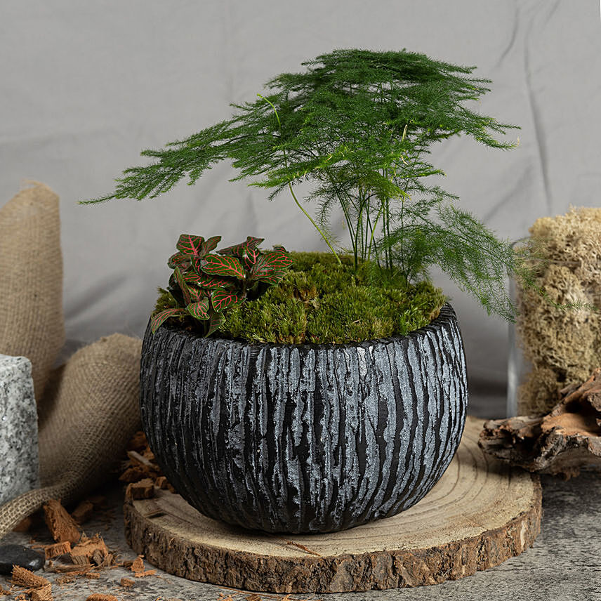 Red Fittoniaand Asparagus Fern Plants: Plants For Anniversary Gift