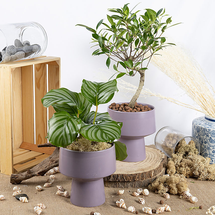 Set Bonsai and Calathia Plant: Plants For Anniversary Gift