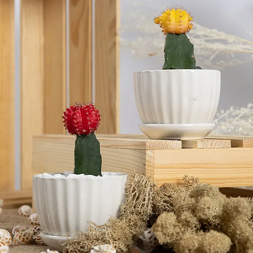 Set of 2 Colorful Cactus: Flowering Plants Singapore