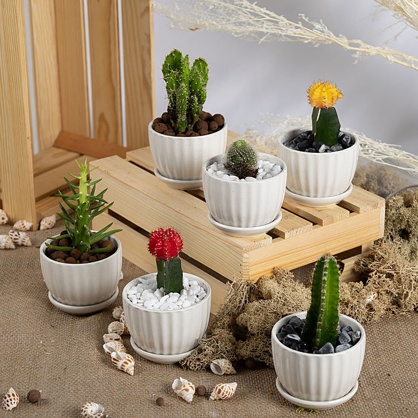 Set of 6 Small Cactuses: Flowering Plants