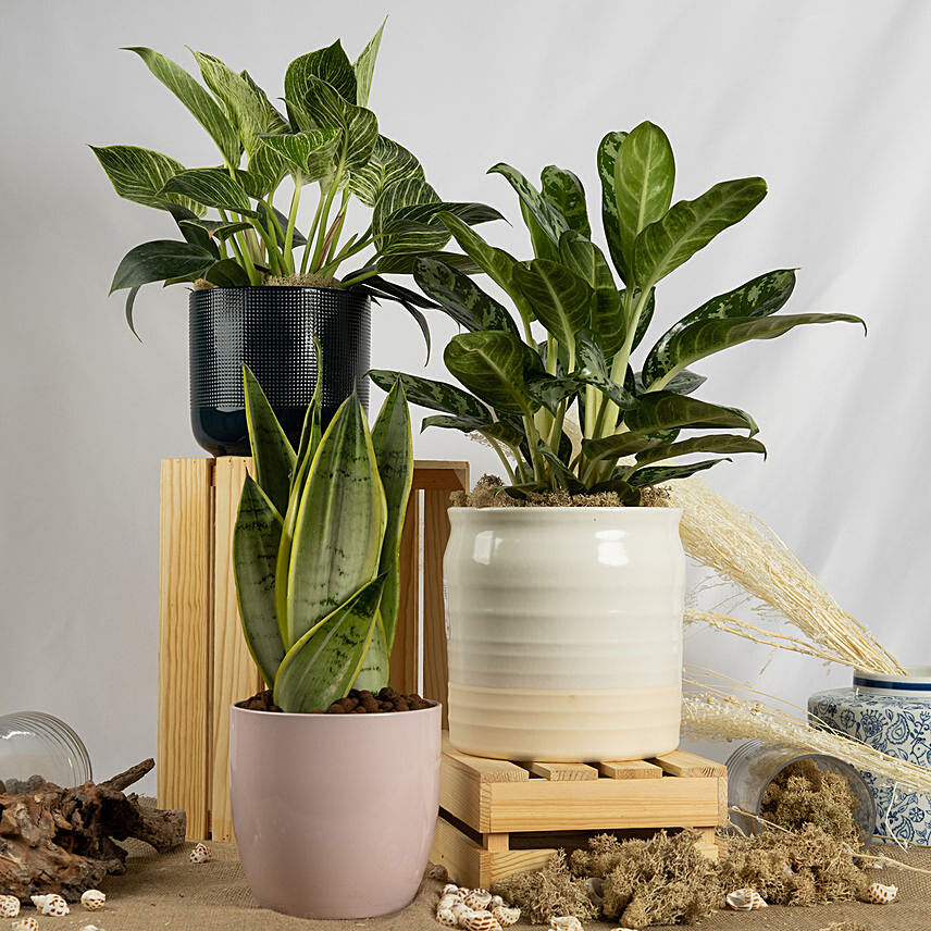 Set of Aglaonema and Philodendron with Moonshine Snake Plant: Mother In Law Tongue Plant