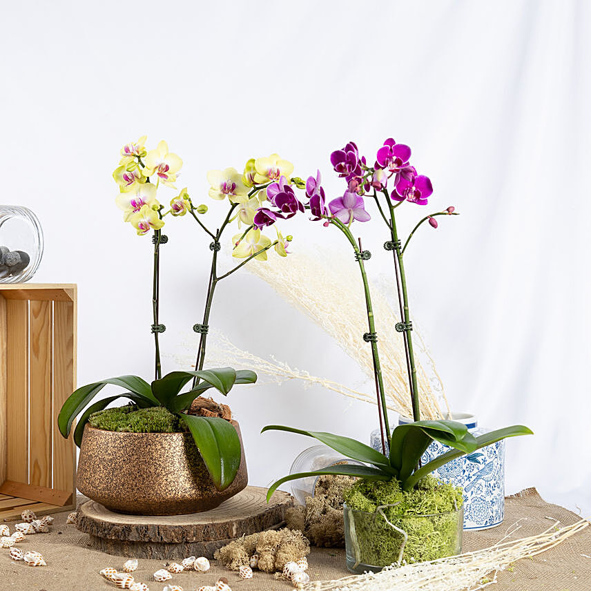 Yellow and Purple Phalaenopsis Plants: Plants For Birthday