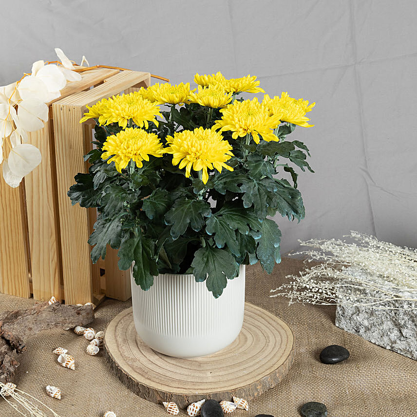 Yellow Chrysanthamum Plant: Flowering Plants