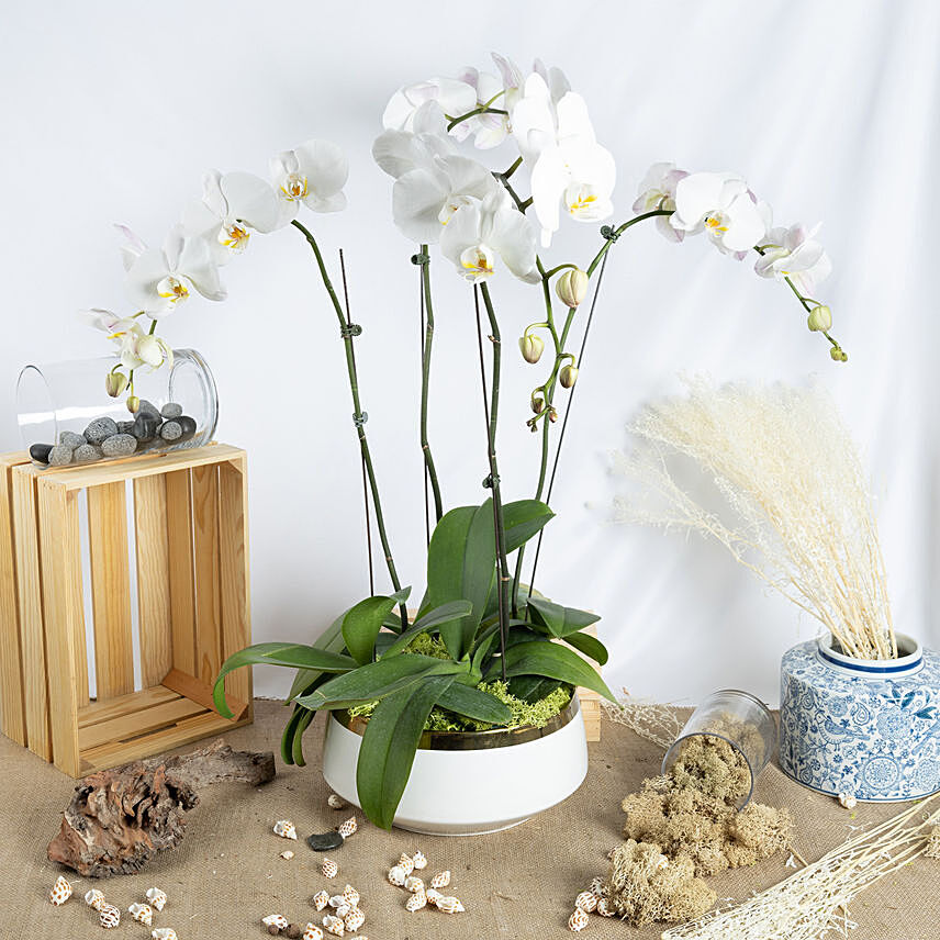 4 Stem white Orchids in Premium Pot: Orchid Plants Singapore