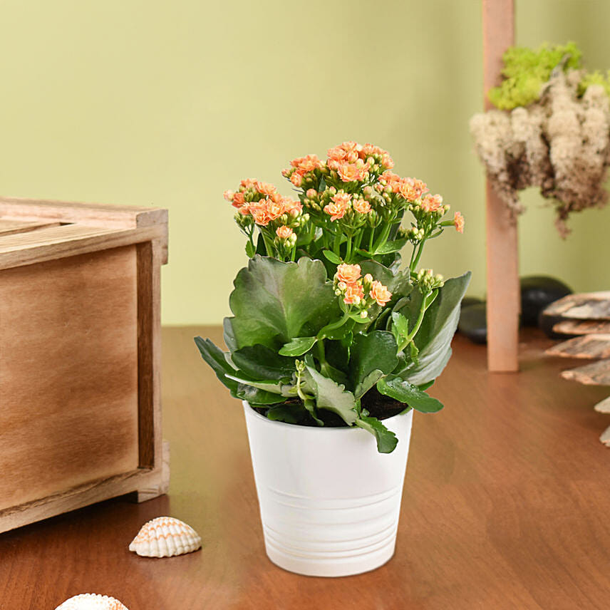Expressing Thanks Kalaonche Plant: Living Area Plants