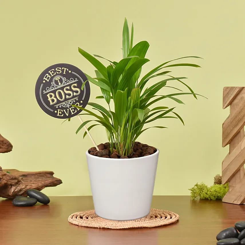 Mini Draceana Plant with Best Boss Tag: Boss Day Gift Ideas