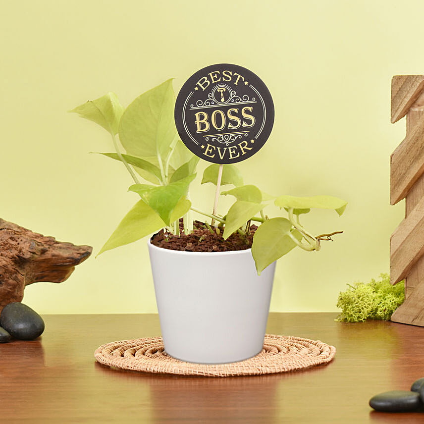 Golden Pothos Plant with Best Boss Tag: Boss Day Gifts