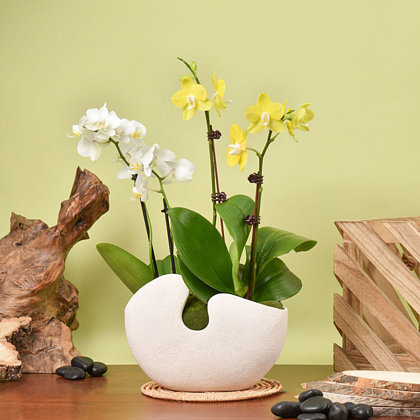 White and Yellow Mini Orchid in Designer Base: orchid plant