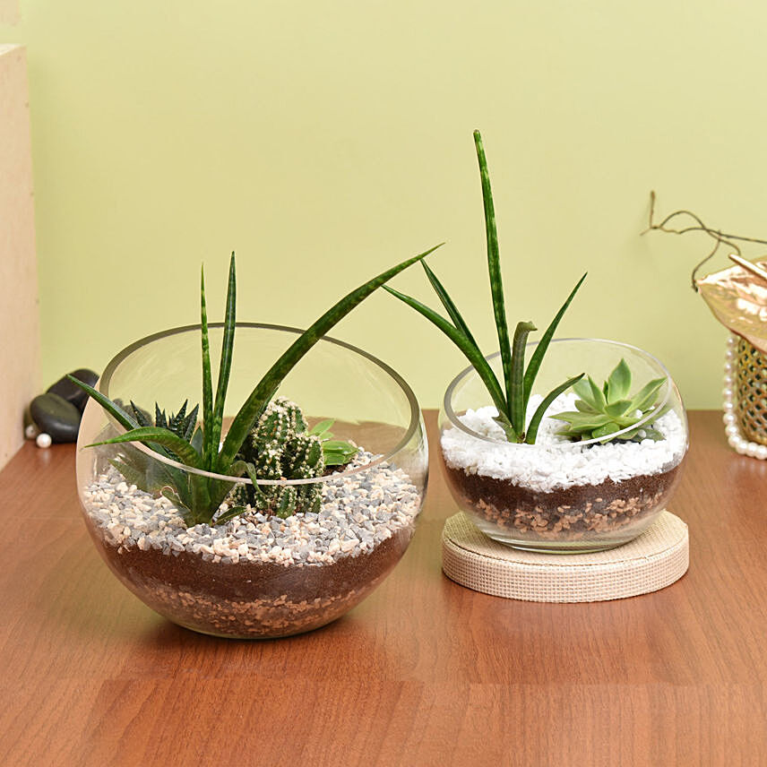 Set of 2 Terrarium: Bathroom Plants