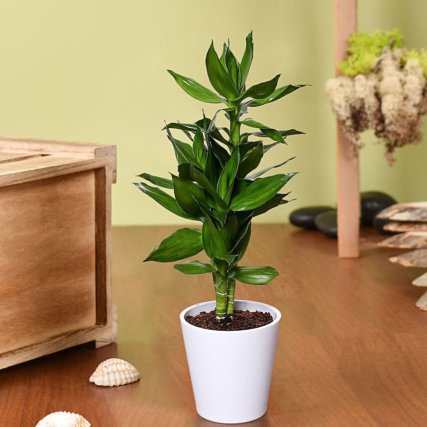 Dracaena Plant In White Pot: Fathers Day Plants