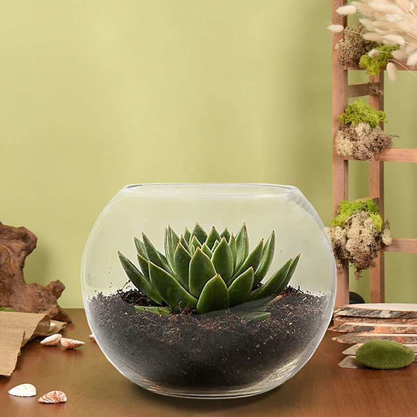 Green Echeveria in Fish Bowl: Cactus and Succulent Plants