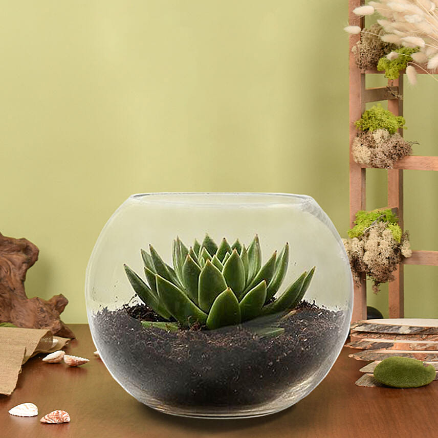 Green Echeveria in Fish Bowl: Plants For Anniversary Gift