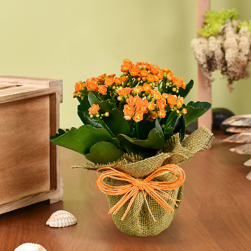 Jute Wrapped Orange Kalanchoe Plant: 