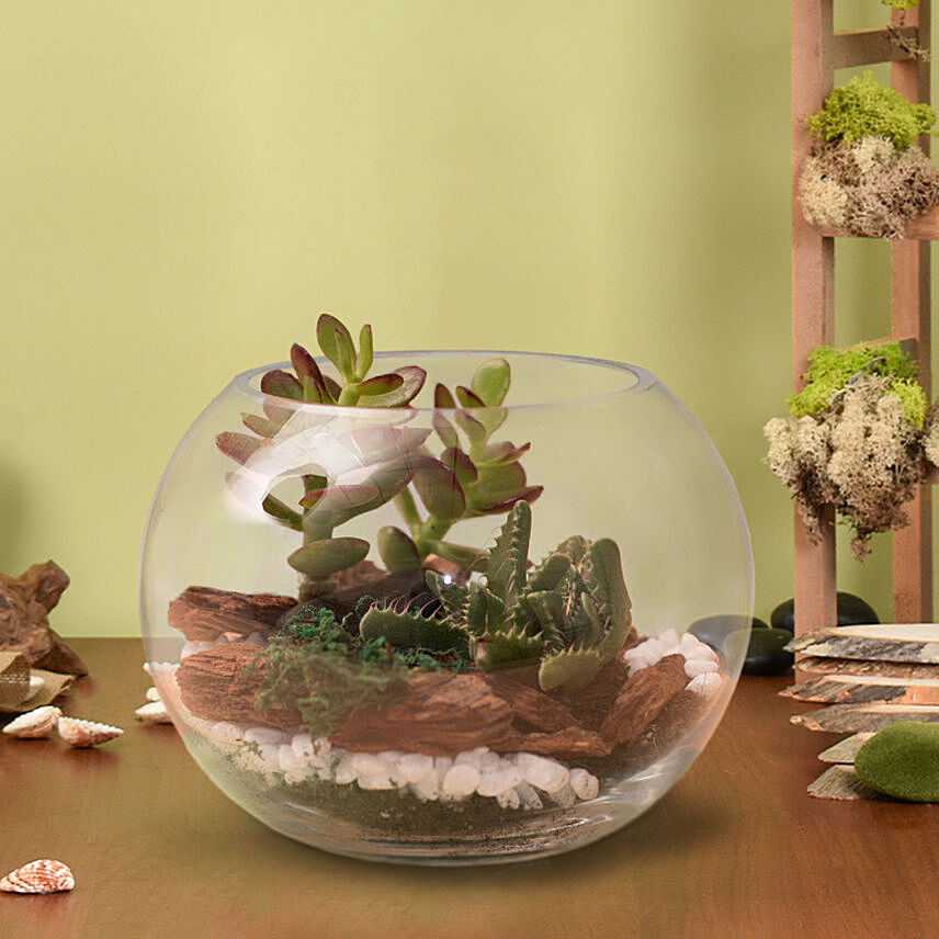 Lovely Echeveria & Cactus In Fish Bowl: 
