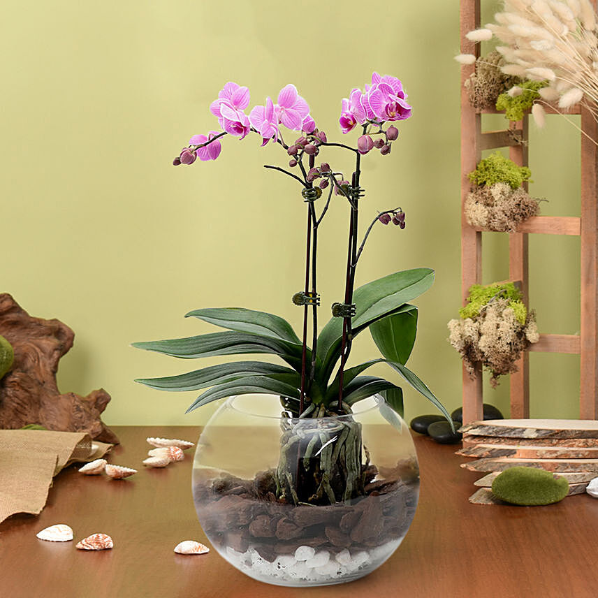 Mini Double Phalaenopsis In Fishbowl: For Husband