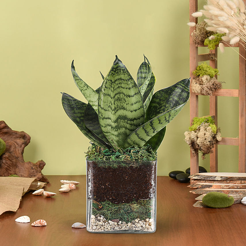 Sanseaveria Green Compacta Plant 3 Glass Terrarium: Balcony Plants 