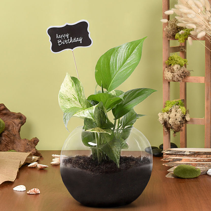 Birthday Money Plant: Terrarium Plants 