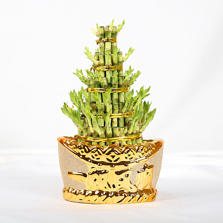 Prosperity Lucky Bamboo: Chinese New Year Plants