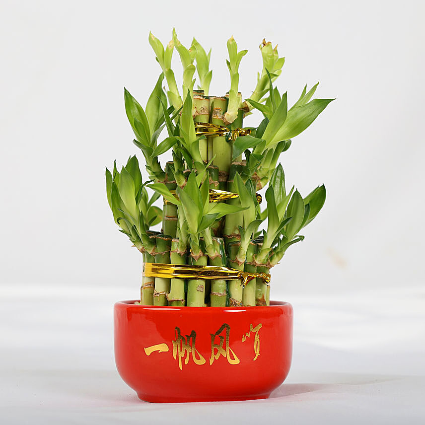 Smooth Sailing Lucky Bamboo: Chinese New Year Plants