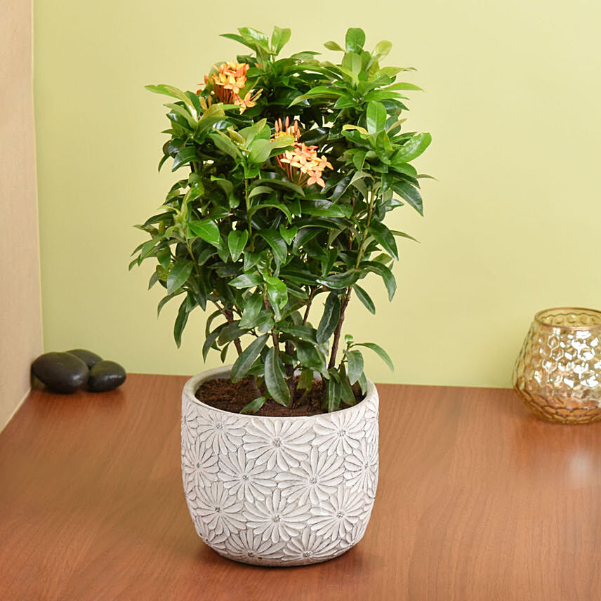 Beautiful Ixora Flower Plant In Ceramic Pot: Anniversary Plants