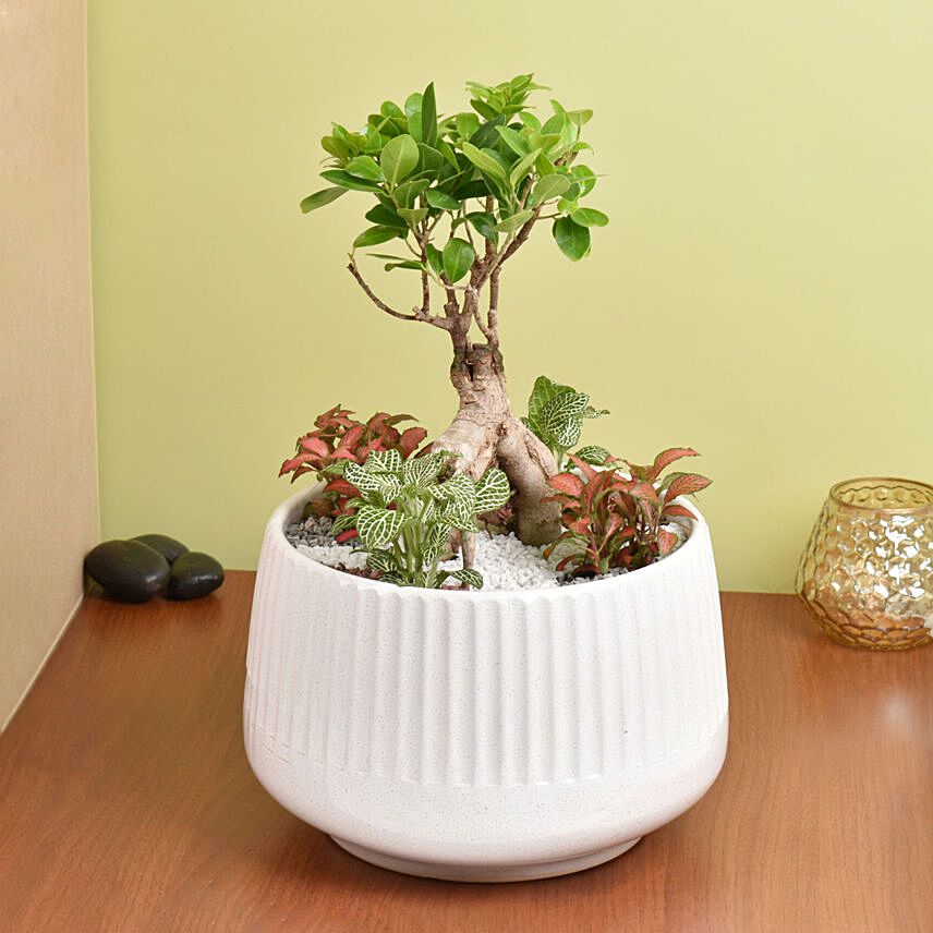 Bonsai & Fittonia Plant In Platter Planter: Mother's Day Gifts 2024
