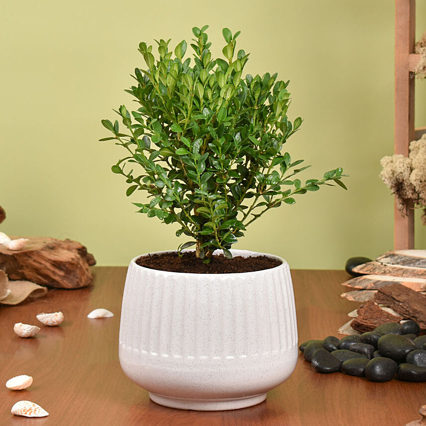 Boxwood Plant Small: Anniversary Gifts