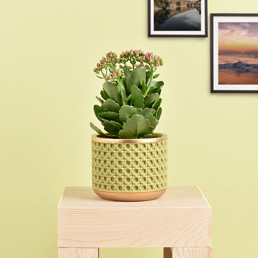 Pink Kalanchoe In Ceramic Pot: Same Day Delivery Gifts - Order Before 10 PM
