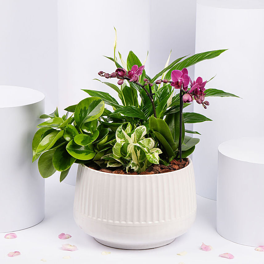 Plants Garden with Mini Orchid Plant: Mothers Day Gifts in Singapore