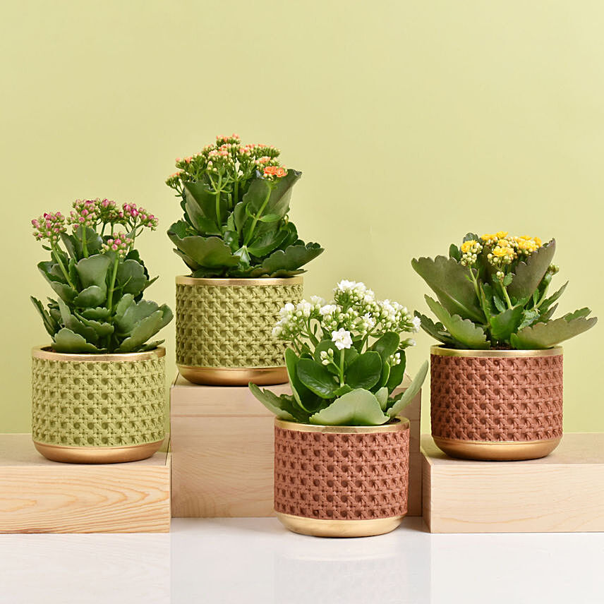 Set of 4 Kalanchoe Plants: Gift Shop