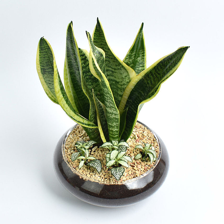Snake Plant and Fittonia Dish: Last Minute Gifts Delivery Singapore