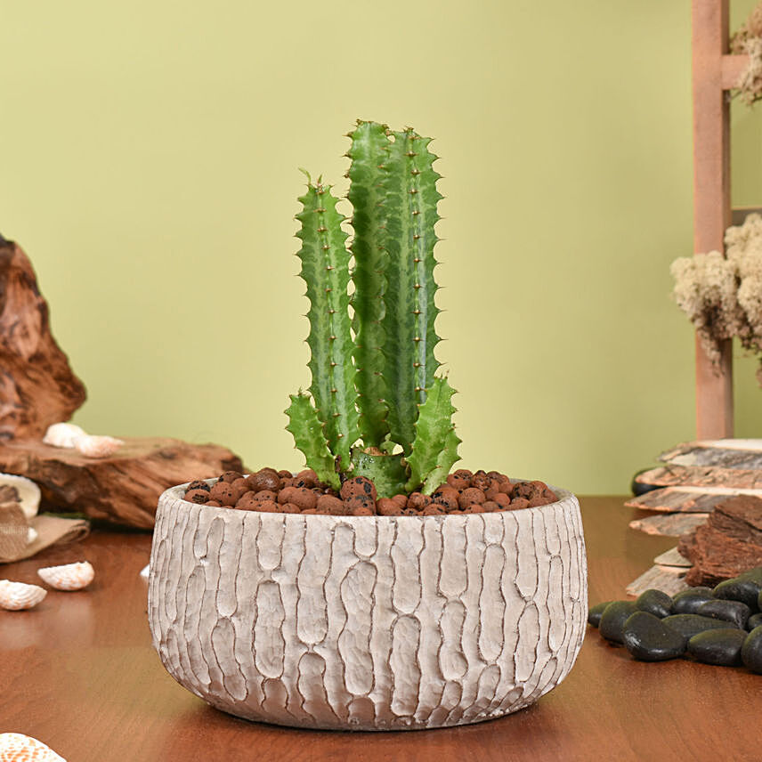 Trigona Cactus in a Textured: Plants For Anniversary Gift