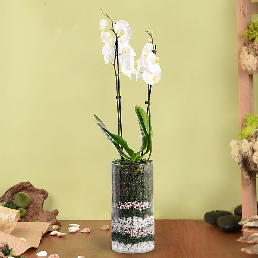White Beauty Orchid: orchid plant