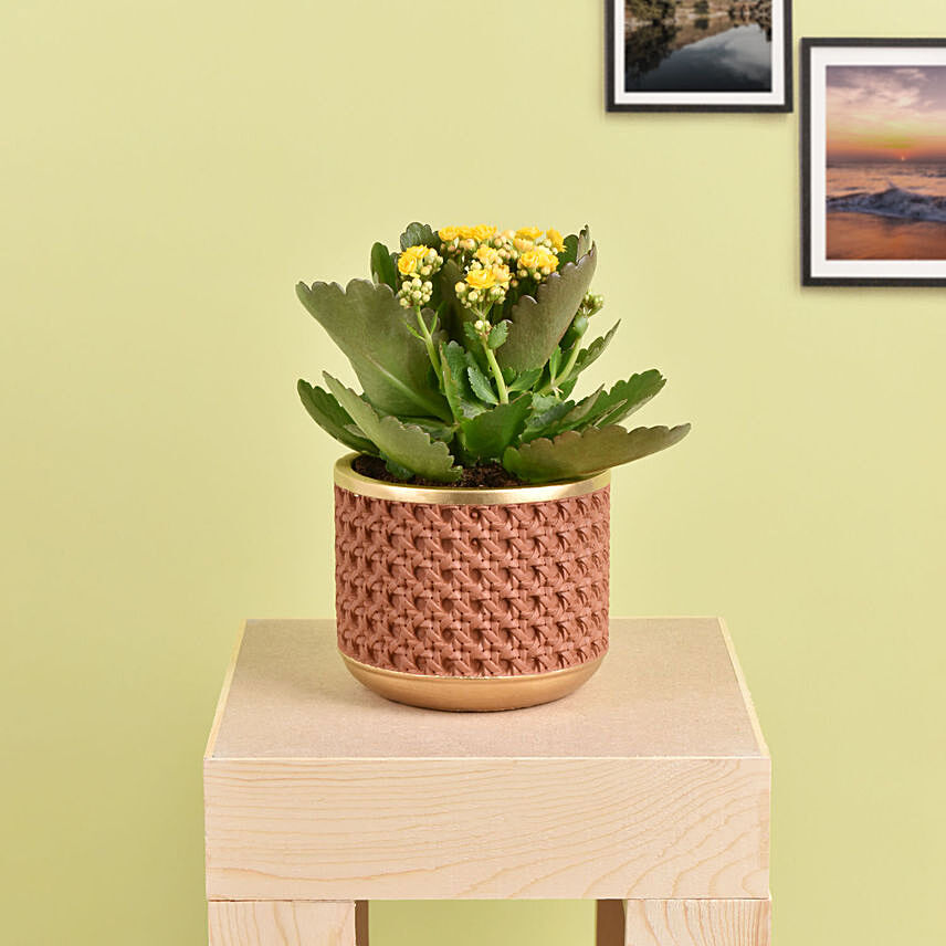 Yellow Kalanchoe In Ceramic Pot: Happy Birthday Plants