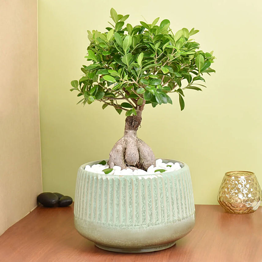 Bonsai Plant In a Green Pot: Plants Singapore