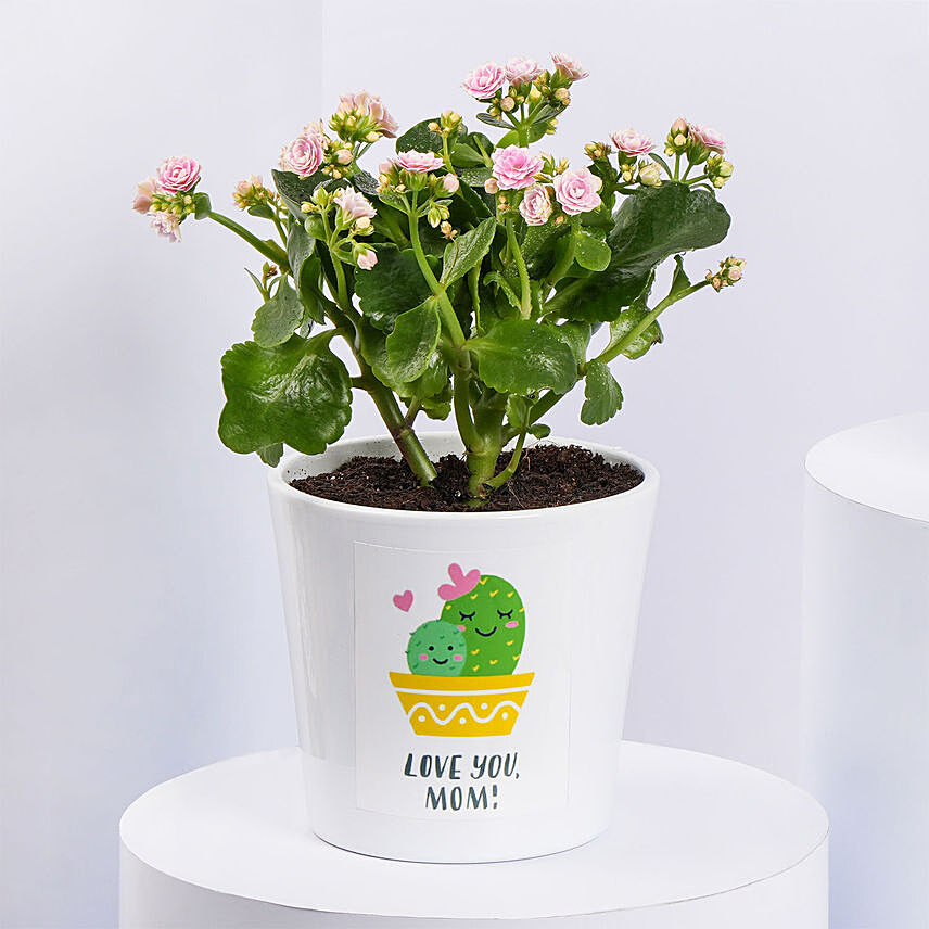 Pink Kalanchoe In Love You Mom Pot: Plants in Singapore