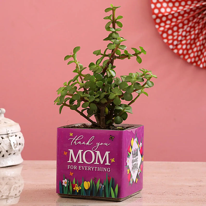 Jade Plant In Thank You Mom Square Glass Vase: Mother's Day Gifts 2024