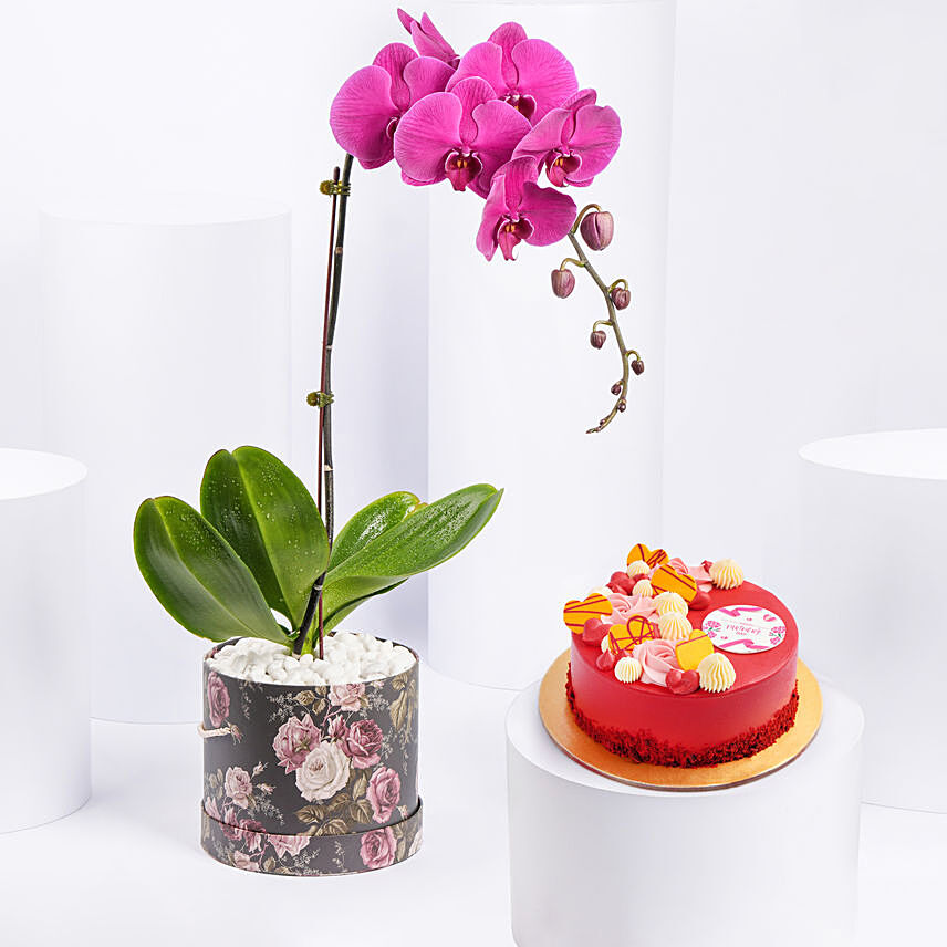 Purple Orchid Plant with Cake: Gift Combos Singapore