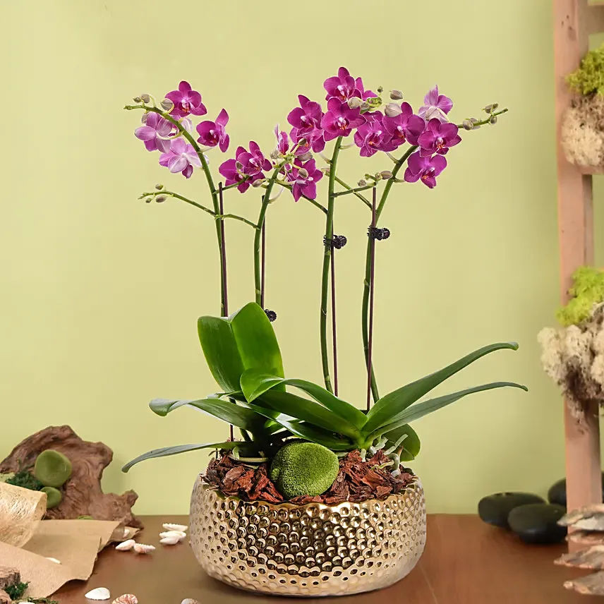 Purple Orchid Plant In Vase: Valentines Day Gifts Bestsellers