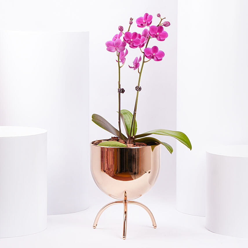 Purple Orchid plant in Premium Metal Pot: Father's Day Plants